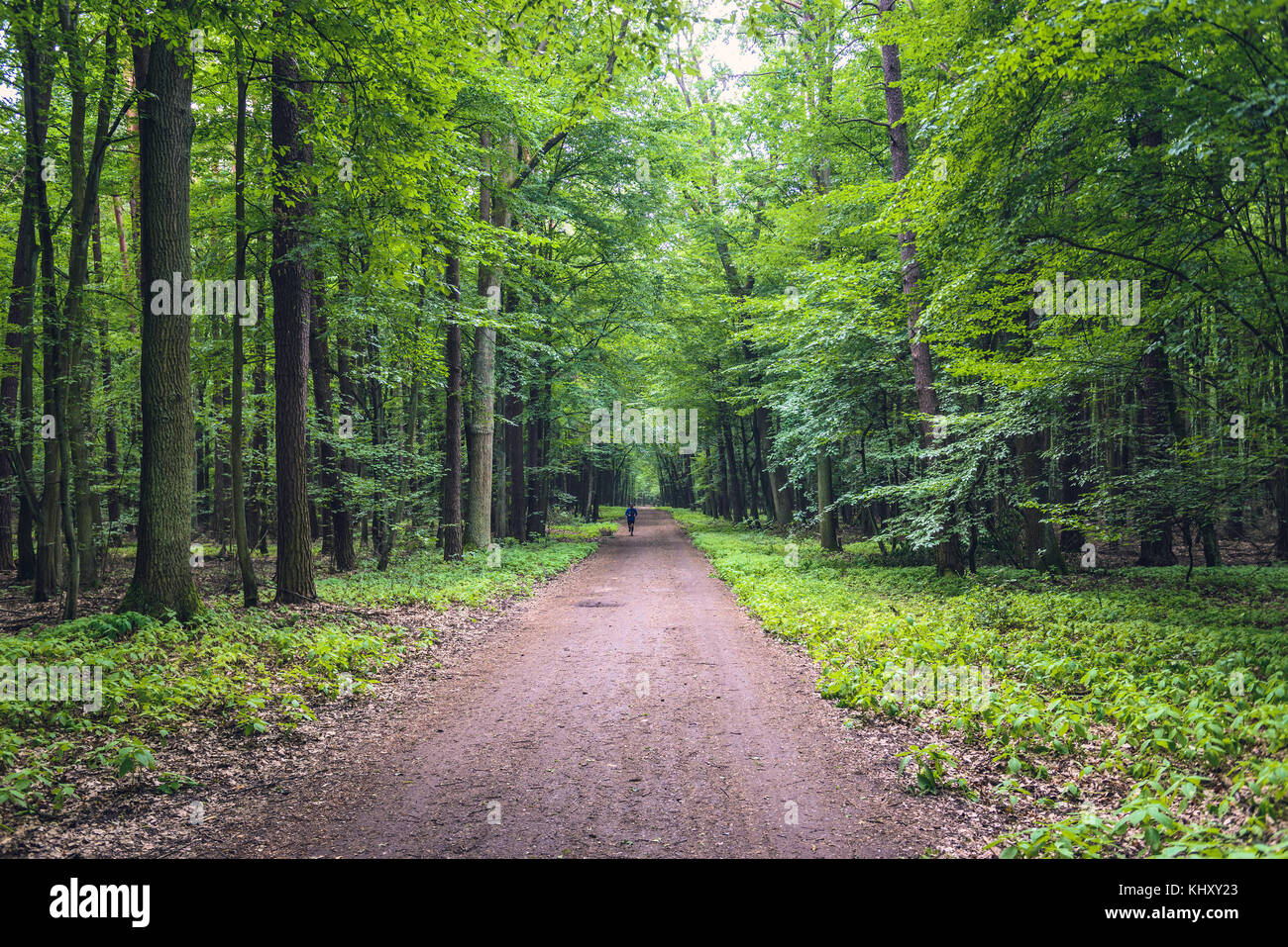 Percorso nel parco boschivo della riserva naturale di Kabaty Woods, situato a sud di Varsavia, Polonia Foto Stock