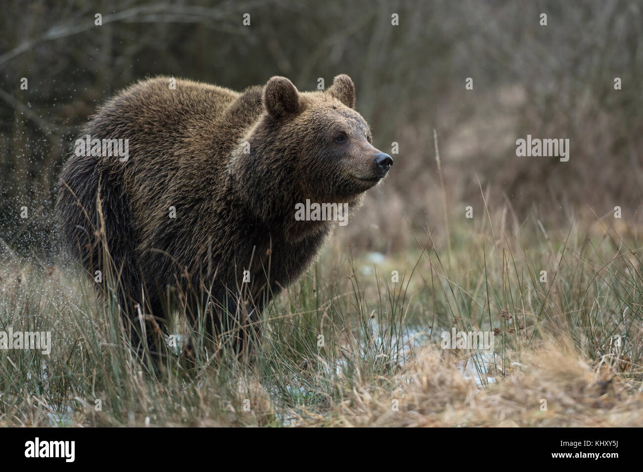 European Brown Bear / Braunbaer ( Ursus arctos ), giovane giocoso, correndo velocemente attraverso un prato bagnato, una palude, palude, palude, palude, palude, Europa. Foto Stock