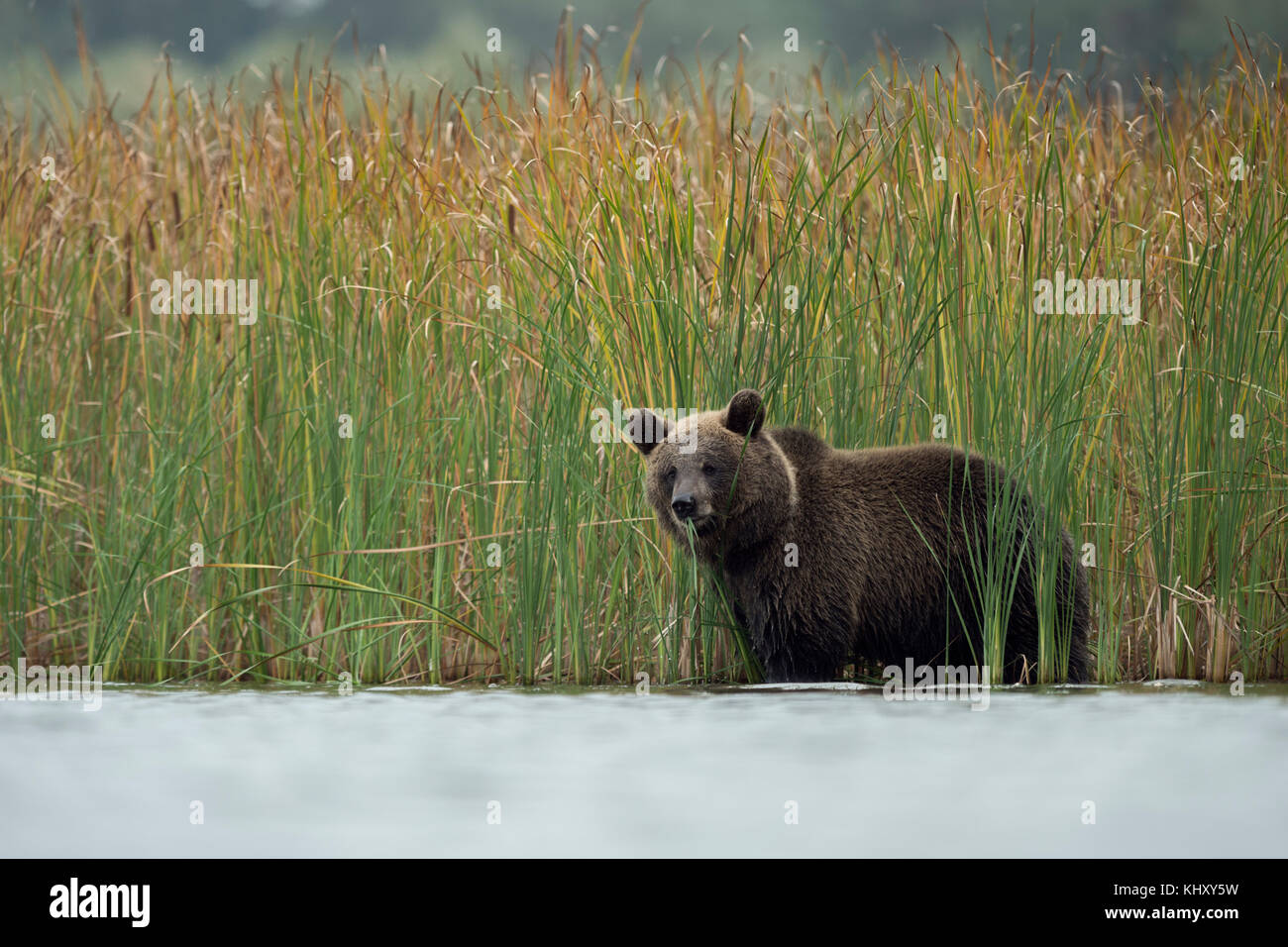Orso bruno ( Ursus arctos ), cucciolo giovane, adolescente, in piedi in acque poco profonde tra canna autunnale colorato, nutrendo su erba, sembra carino, Europa. Foto Stock