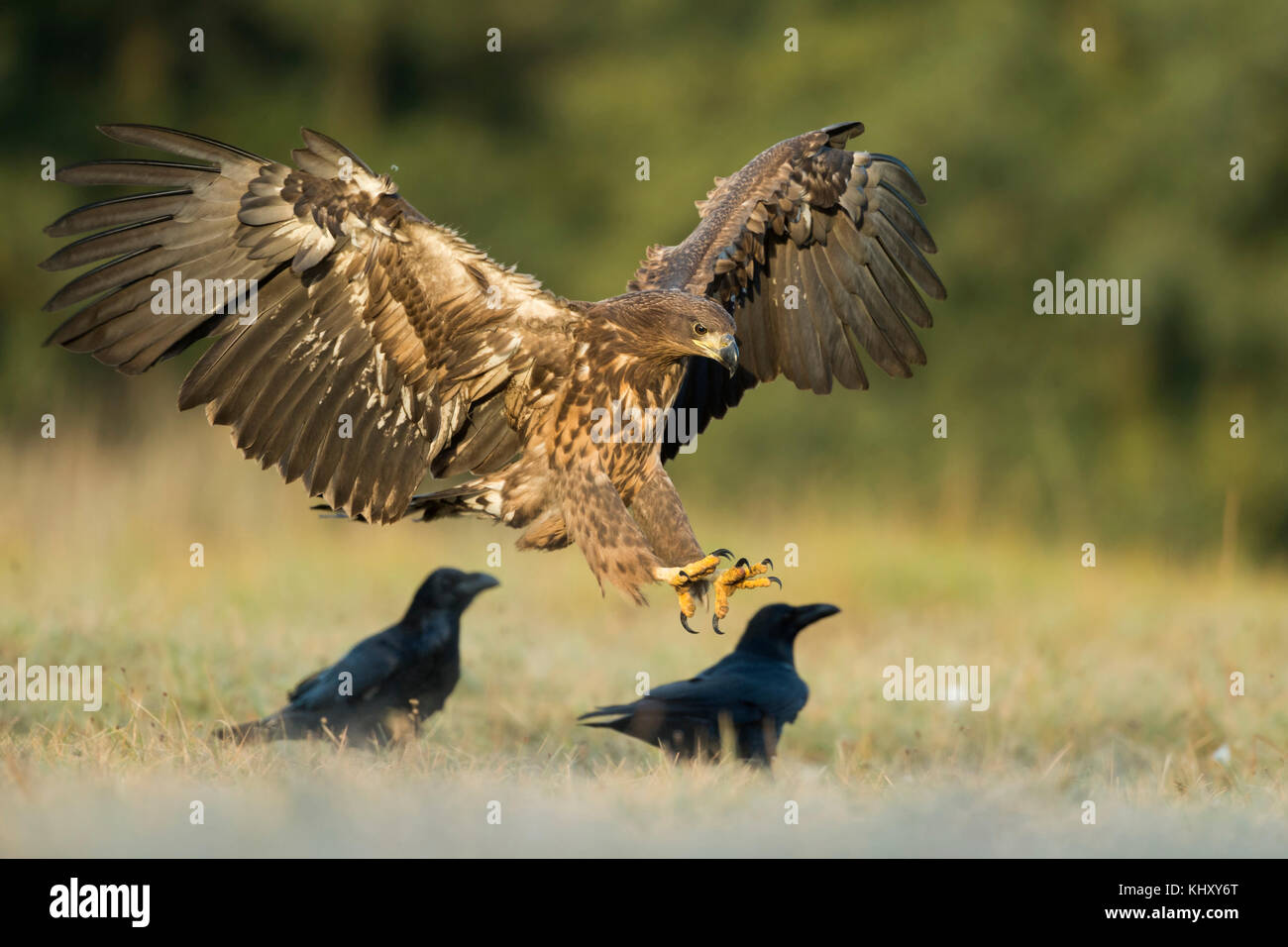 Aquila dalla coda bianca / Aquila marina / Seeadler ( Halaeetus albicilla ) giovani, atterrando su un prato accanto ad alcuni corvi, ali aperte, luce della mattina presto, Foto Stock