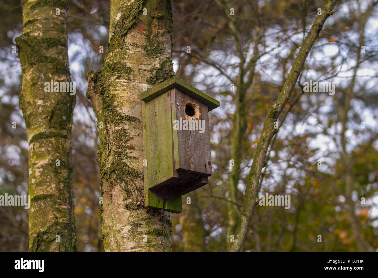 Woodland Bird Nest box; in legno antico, precedentemente utilizzato Bird scatole di nido nel bosco invernale, Southport, Regno Unito Foto Stock