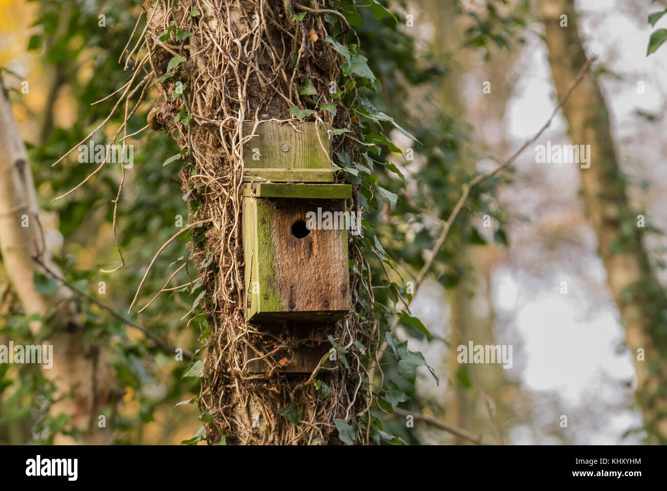 Woodland Bird Nest box; in legno antico, precedentemente utilizzato Bird scatole di nido nel bosco invernale, Southport, Regno Unito Foto Stock