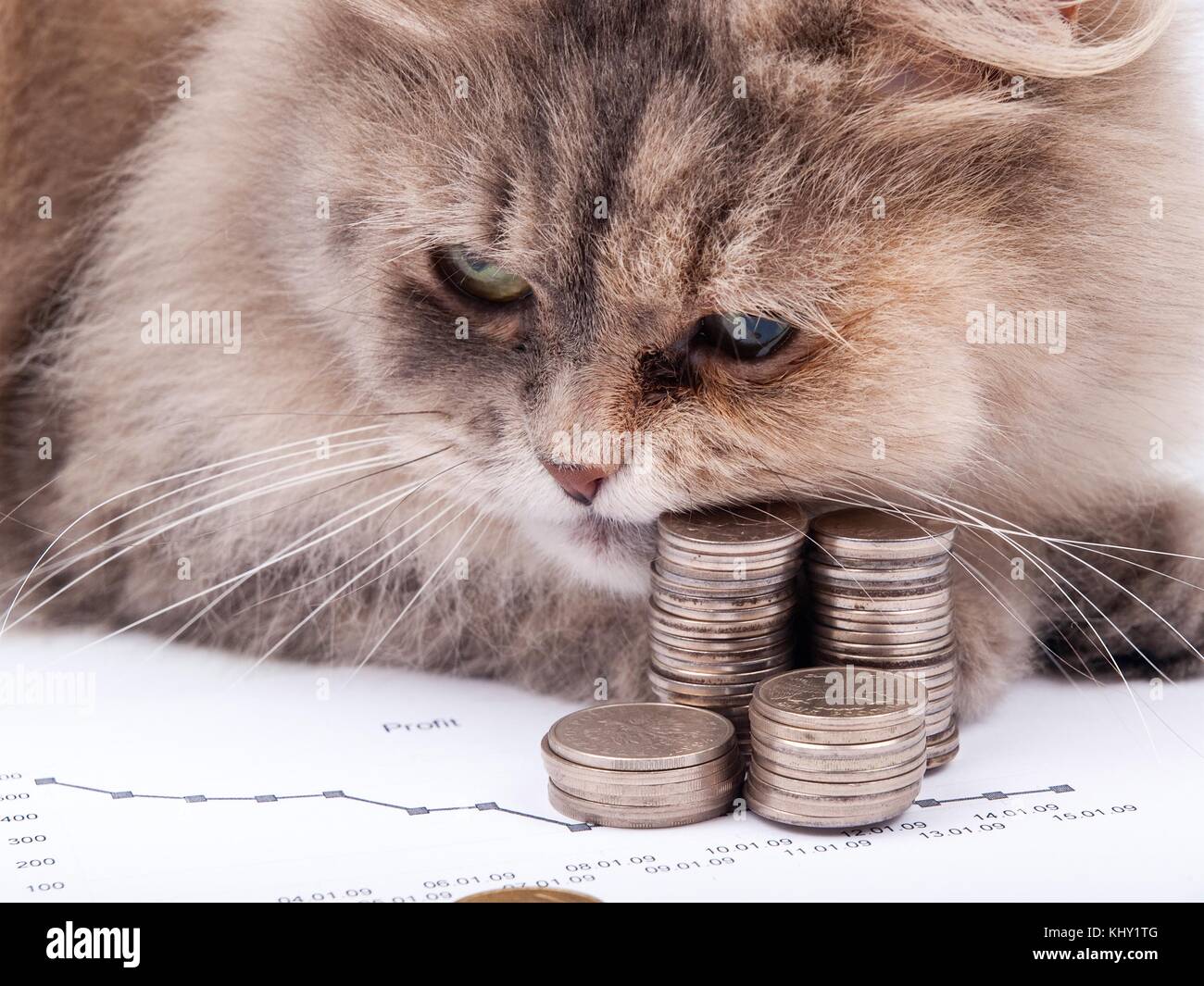 Gatto e il grafico con il mucchio di monete su bianco Foto Stock