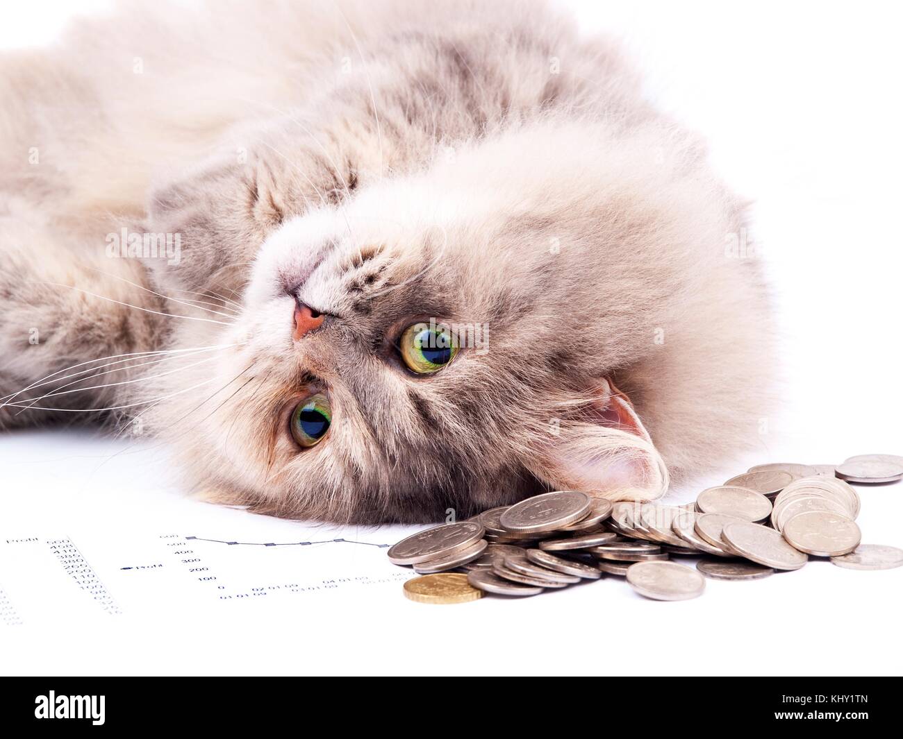 Cat e mucchio di monete contro white Foto Stock
