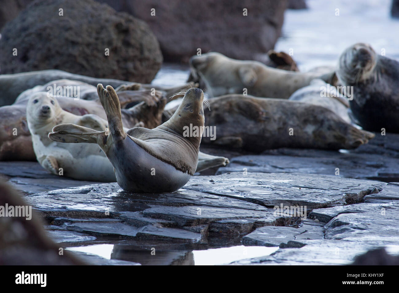 Le foche grigie (Halichoerus grypus) sulla spiaggia rocciosa al di sotto di ravenscar robin cappe bay, Whitby sul nord della costa dello Yorkshire, Regno Unito Foto Stock