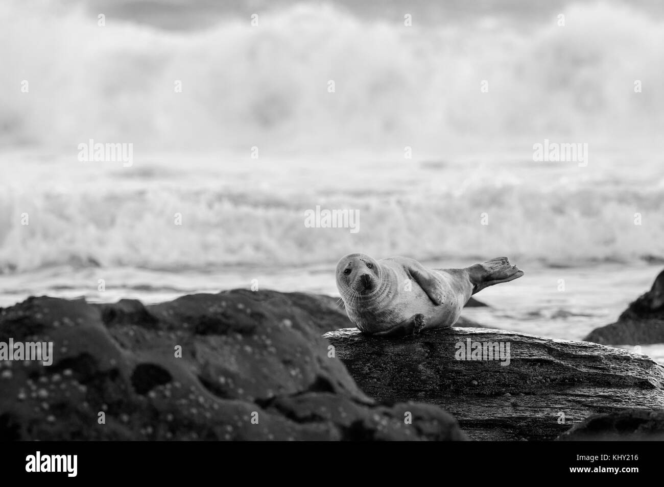 Grigio di una guarnizione di tenuta (Halichoerus grypus) sulla spiaggia rocciosa al di sotto di ravenscar robin cappe bay, Whitby sul nord della costa dello Yorkshire, Regno Unito Foto Stock