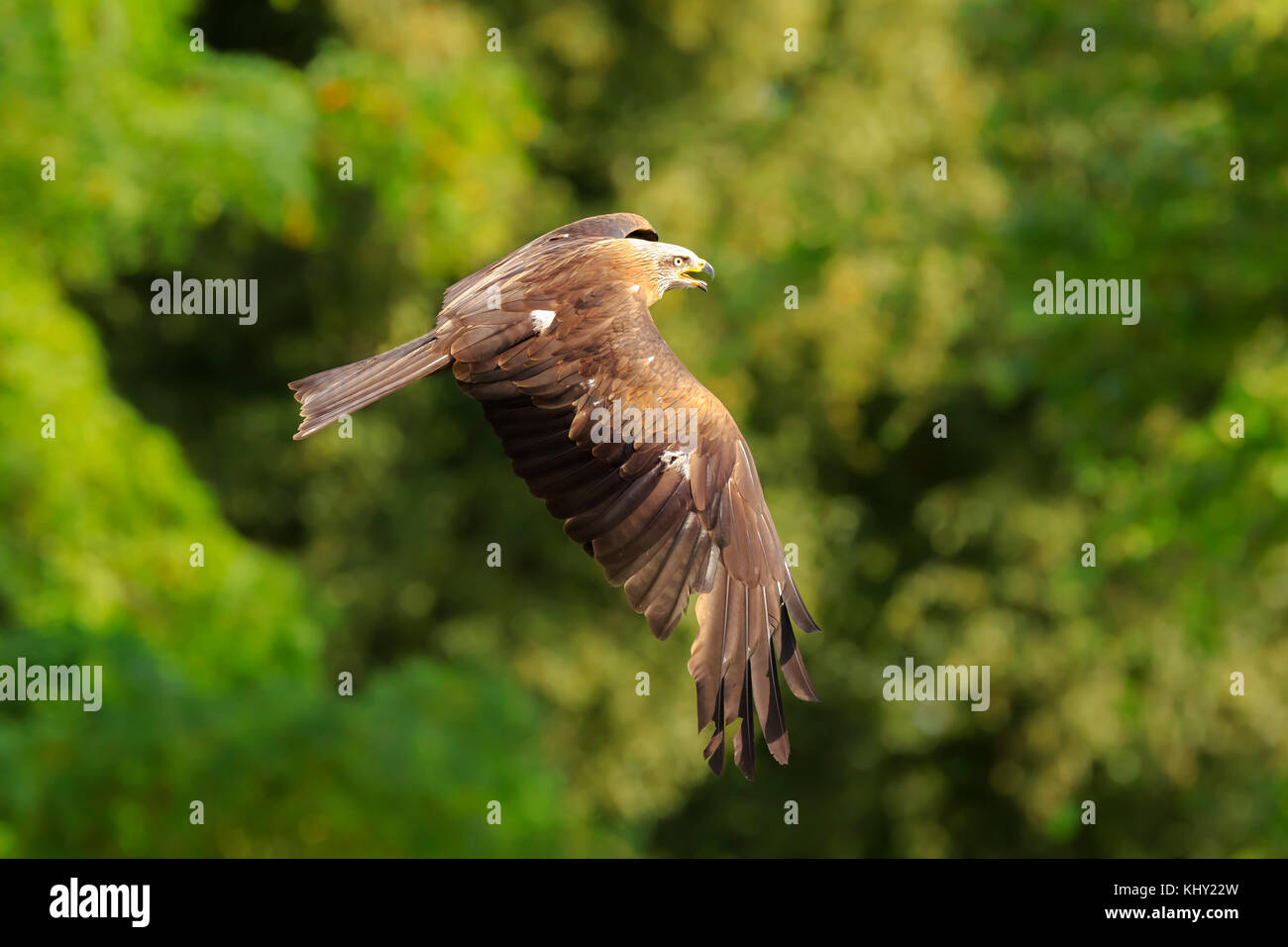 Nibbio bruno Milvus migrans uccelli predatori in volo, caccia in una giornata di sole. Foto Stock