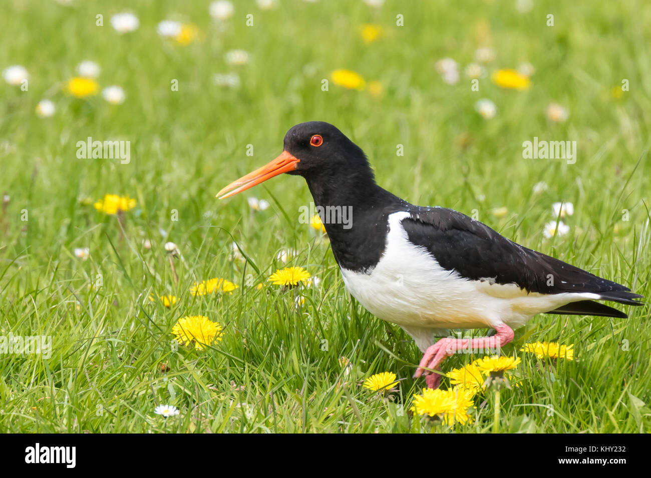 Eurasian oystercatcher wader bird (Haematopus ostralegus) arroccato in un colorato prato di fioritura e foraggio, il canto e la chiamata durante la primavera seaso Foto Stock