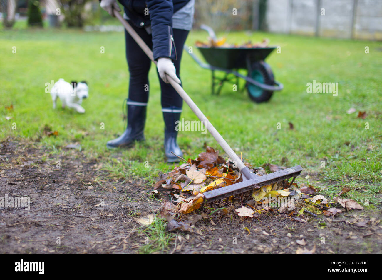 La donna a rastrellare foglie da campo in autunno, opere all'aperto in giardino Foto Stock