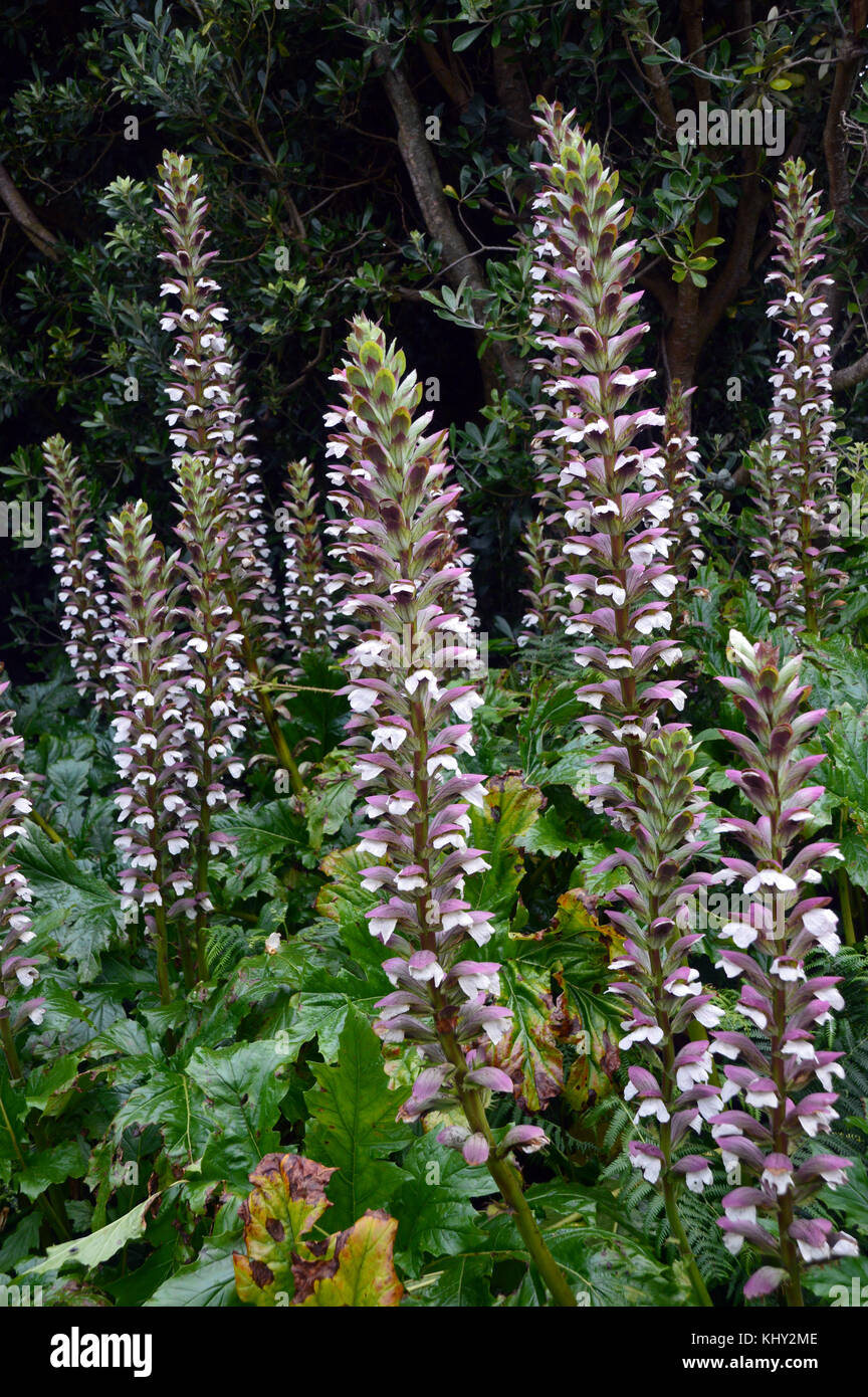 I fiori del pungenti bear's-calzoncini impianto (acanto mollis) in una siepe di St Mary, isole Scilly, Cornwall, Regno Unito. Foto Stock