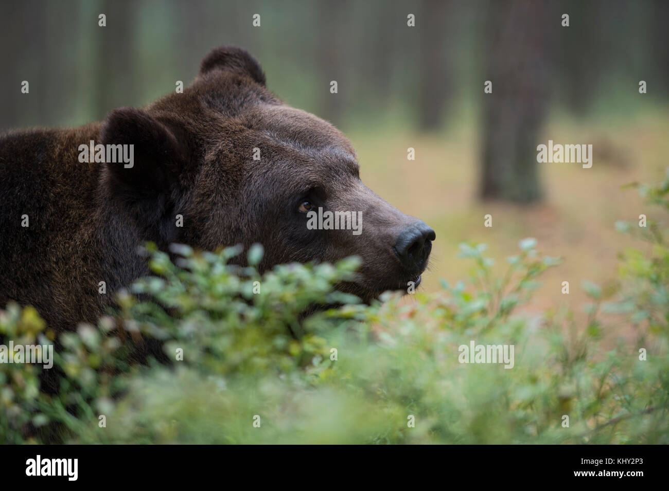 Orso bruno / Braunbaer ( Ursus arctos ), appoggiata nel sottobosco di una foresta, guardando curioso, vicino dettagliata colpo di testa, l'Europa. Foto Stock