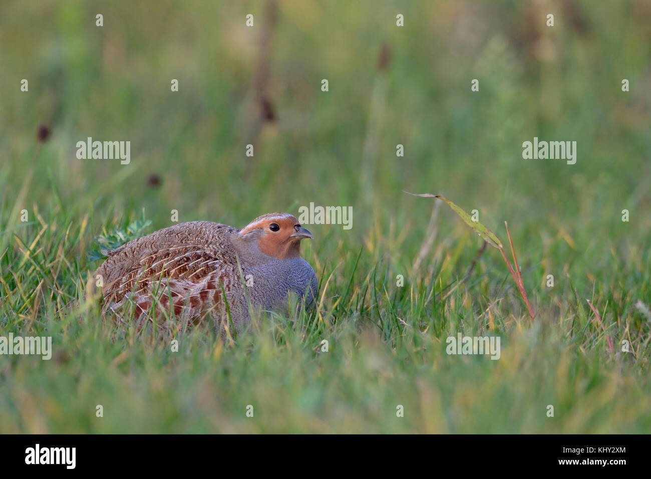 La starna (Perdix perdix ), seduti, nascosto in un prato, raro uccello di campi aperti e terreni agricoli, threatend da allevamento intensivo, la fauna selvatica, europa Foto Stock