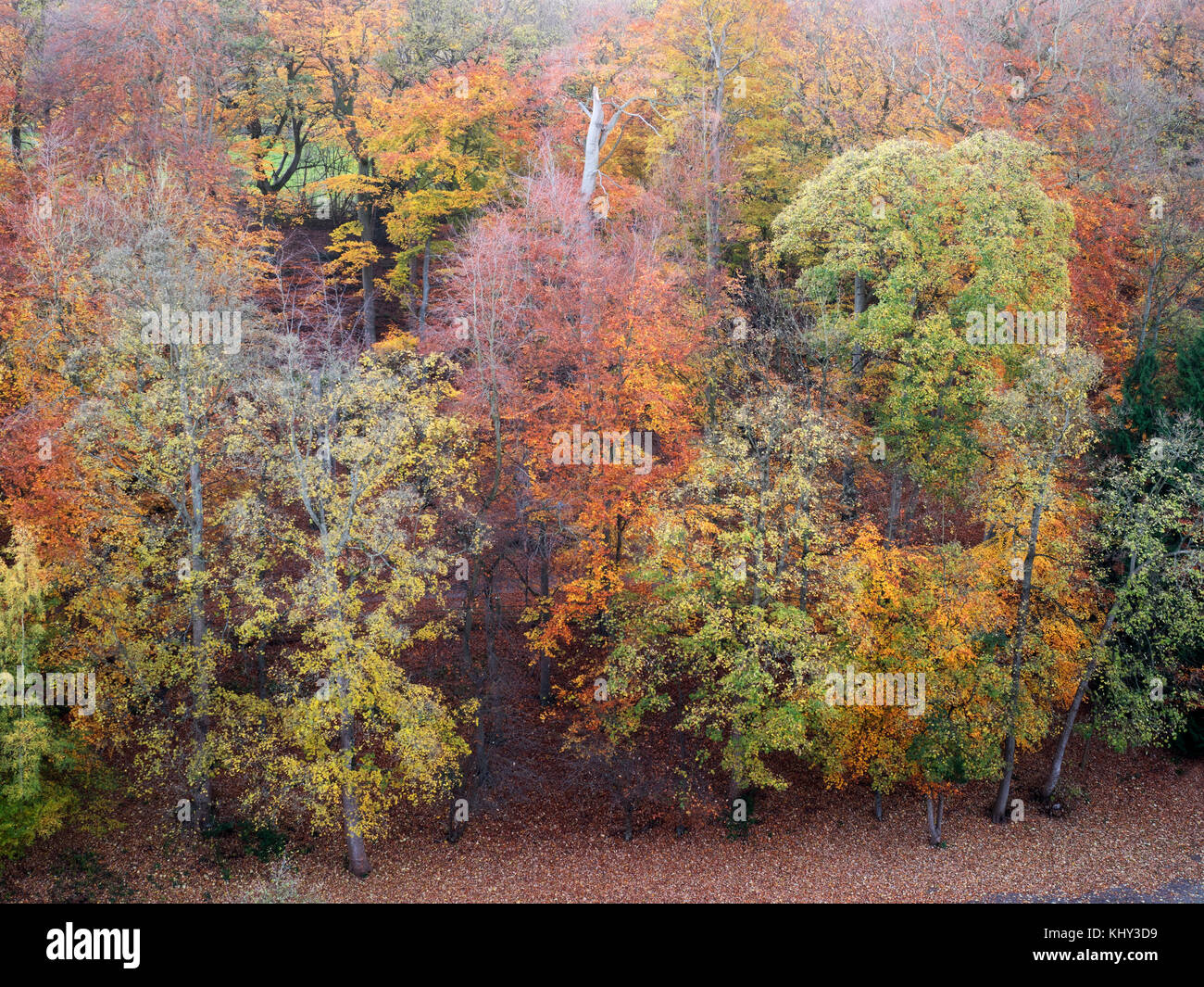 Autunno alberi sulla lunga passeggiata nella Nidd Gorge a Knaresborough North Yorkshire, Inghilterra Foto Stock