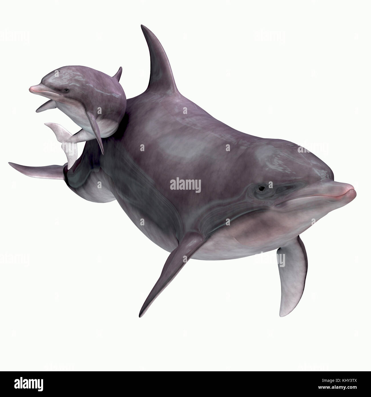 Il tursiope o delfino maggiore la madre e il bambino - il tursiope o delfino maggiore abita caldo e mari temperati e ricerche per foraggio pesce da mangiare. Foto Stock