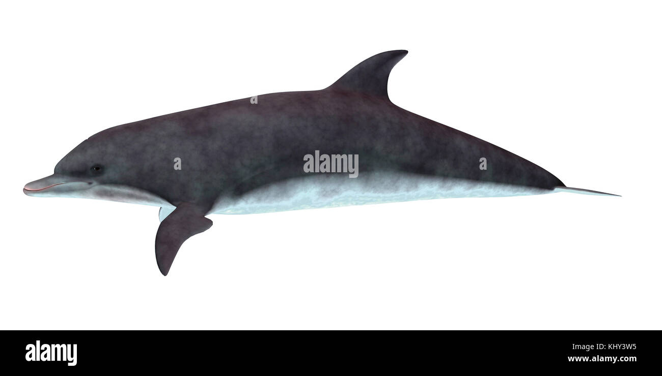 Il tursiope o delfino maggiore profilo laterale - il tursiope o delfino maggiore abita caldo e mari temperati e ricerche per foraggio pesce da mangiare. Foto Stock
