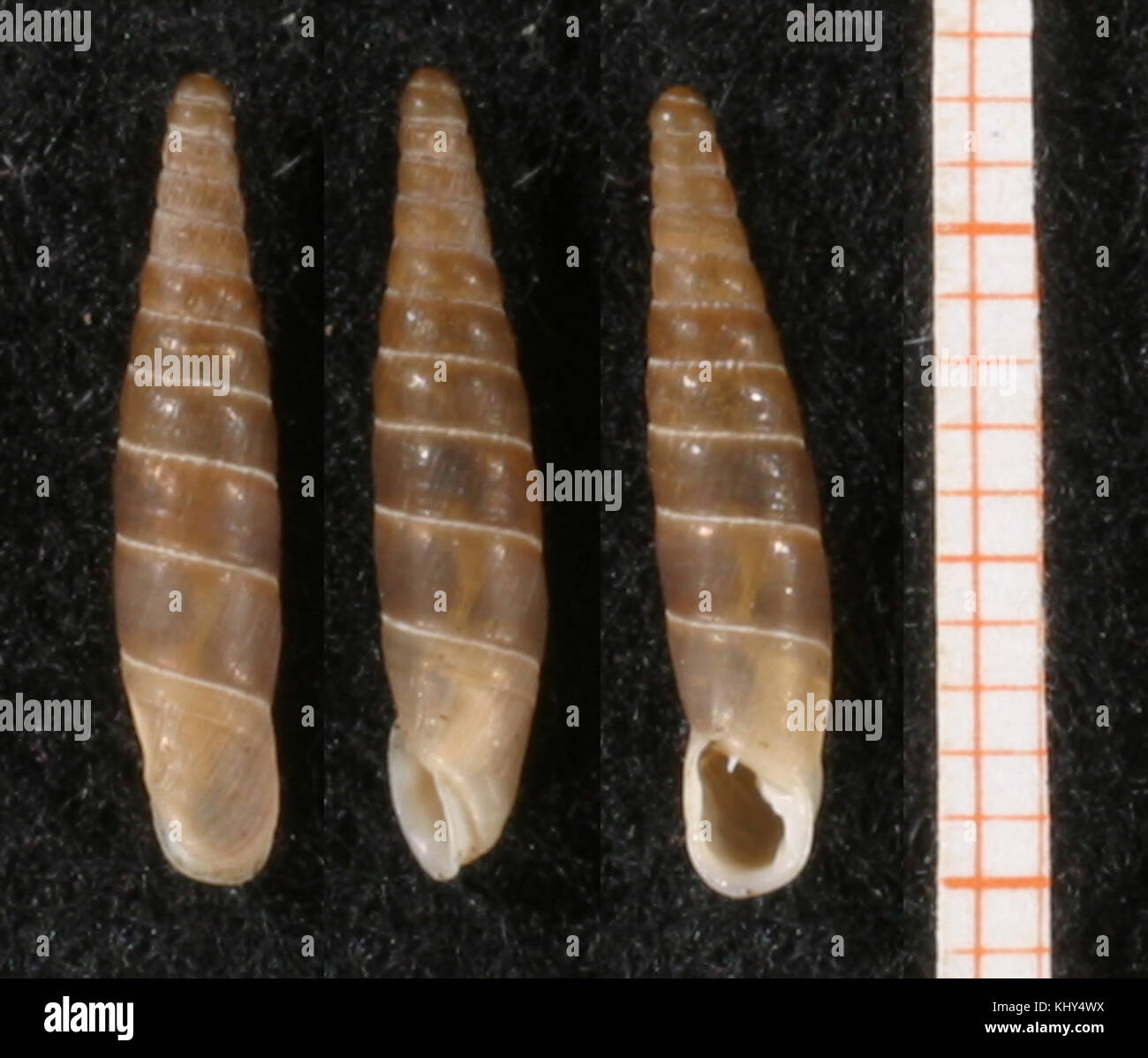 Inchoata Inchoatia shell Foto Stock