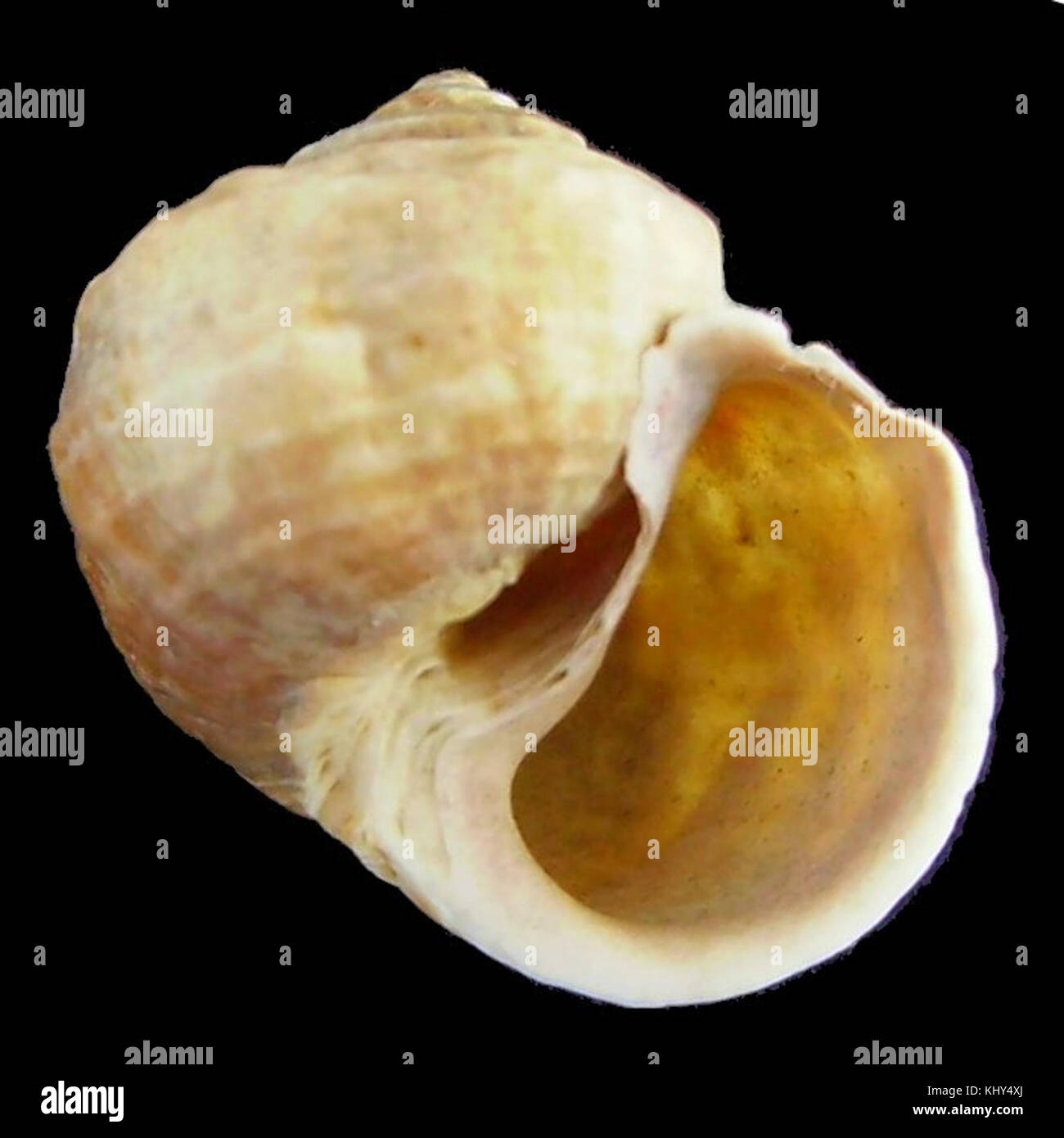 Amphibola crenata è una specie di molluschi d'acqua dolce, nota per il suo aspetto distinto. L'immagine si concentra sul lato inferiore del guscio, offrendo informazioni sulla struttura e le caratteristiche della specie. Si trova spesso nelle acque del sud-est asiatico che si muovono lentamente. Foto Stock
