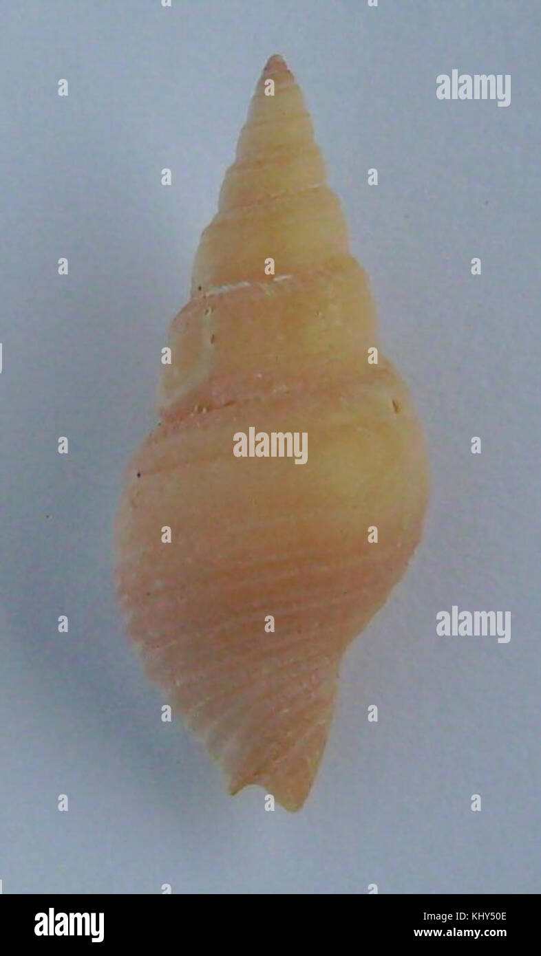 *Phenatoma zealandica* è una specie di mollusco gasteropode marino originario della nuova Zelanda, caratterizzato dalla sua conchiglia e dal suo habitat unici. Foto Stock
