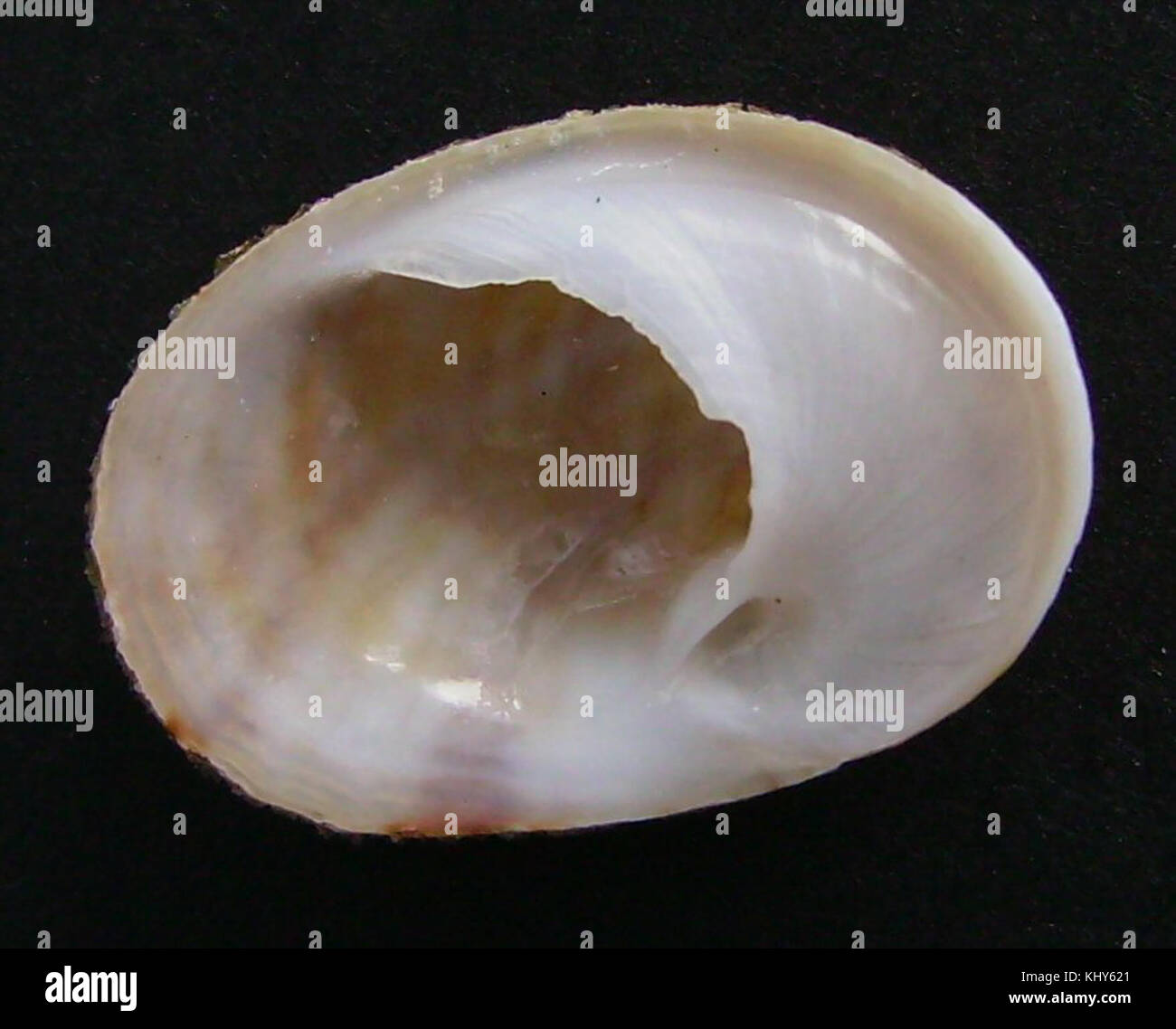 Sigapatella superstes (lato inferiore) Foto Stock