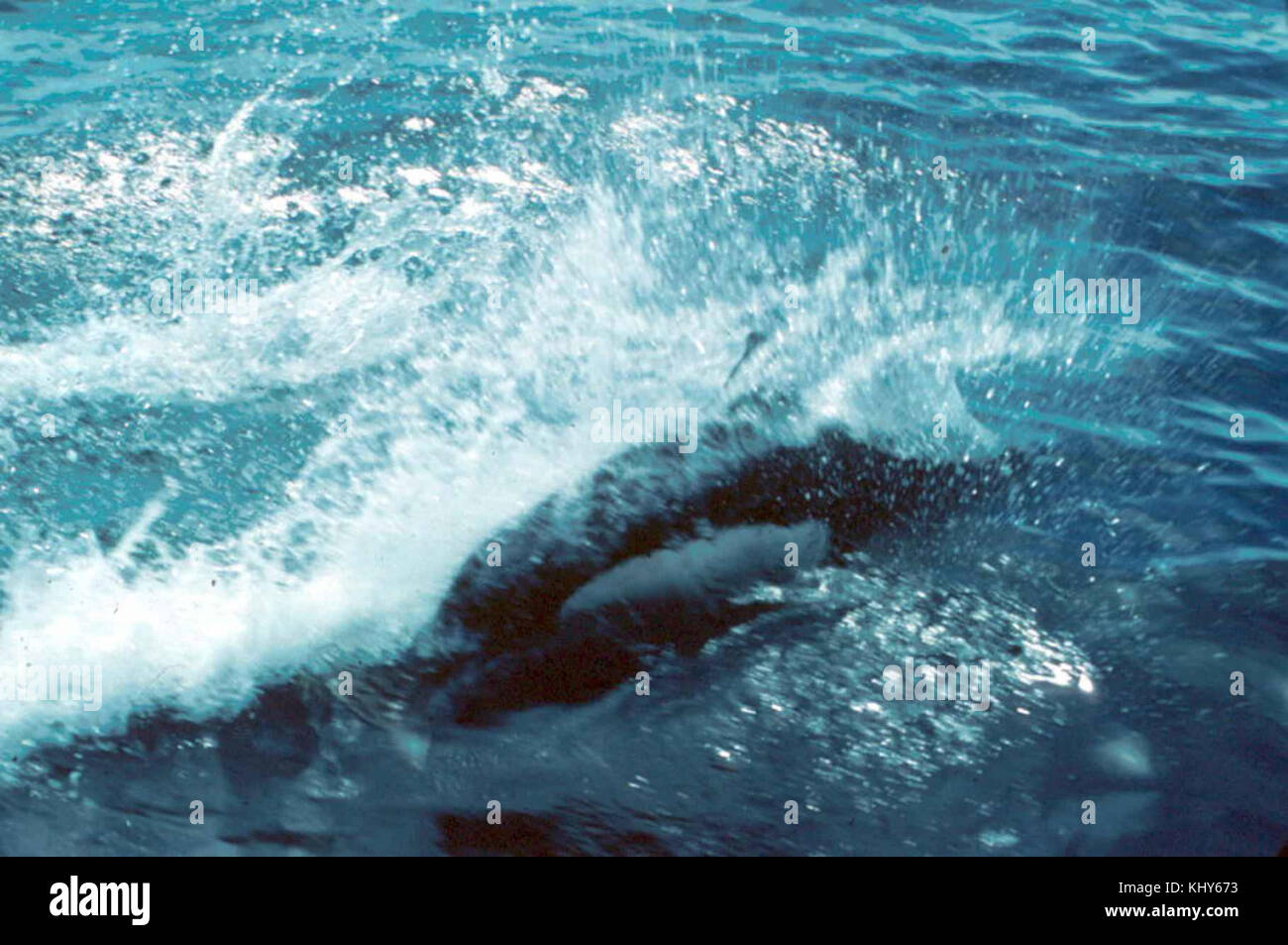 Dalls focena mammifero marino phocoenoides dalli Foto Stock