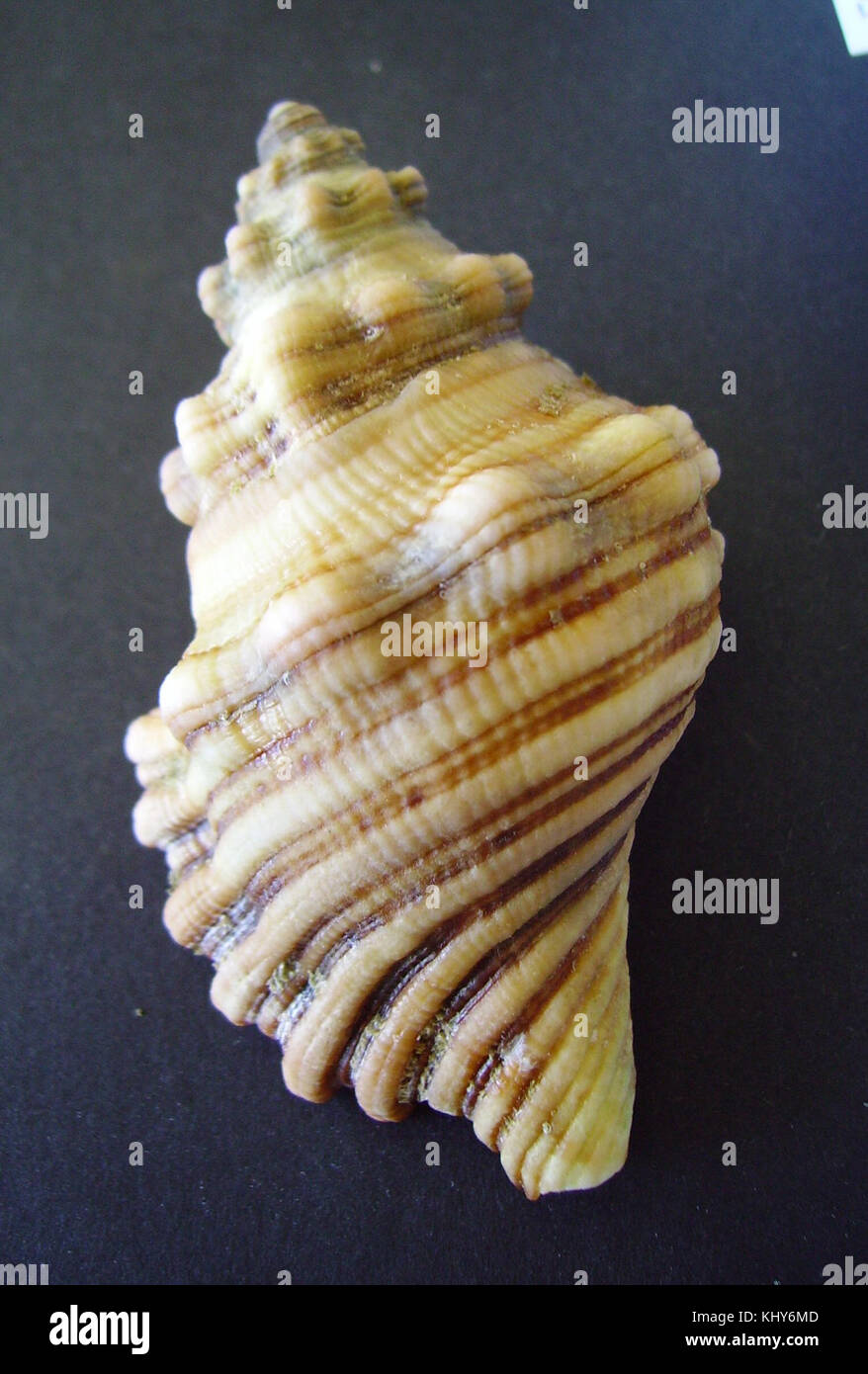 Cabestana spengleri (vista dall'alto) Foto Stock