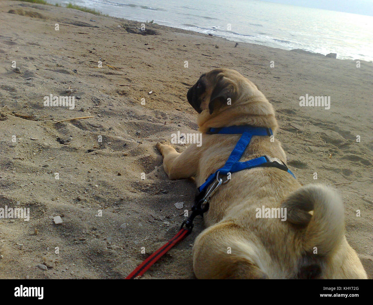 Israele 14534 animali selvatici e piante di Israele Foto Stock