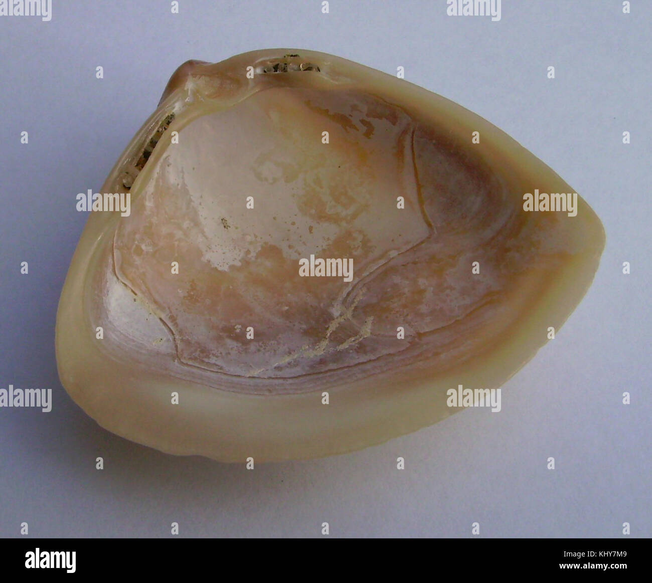 Spisula aequilatera (triangolo shell) all'interno Foto Stock
