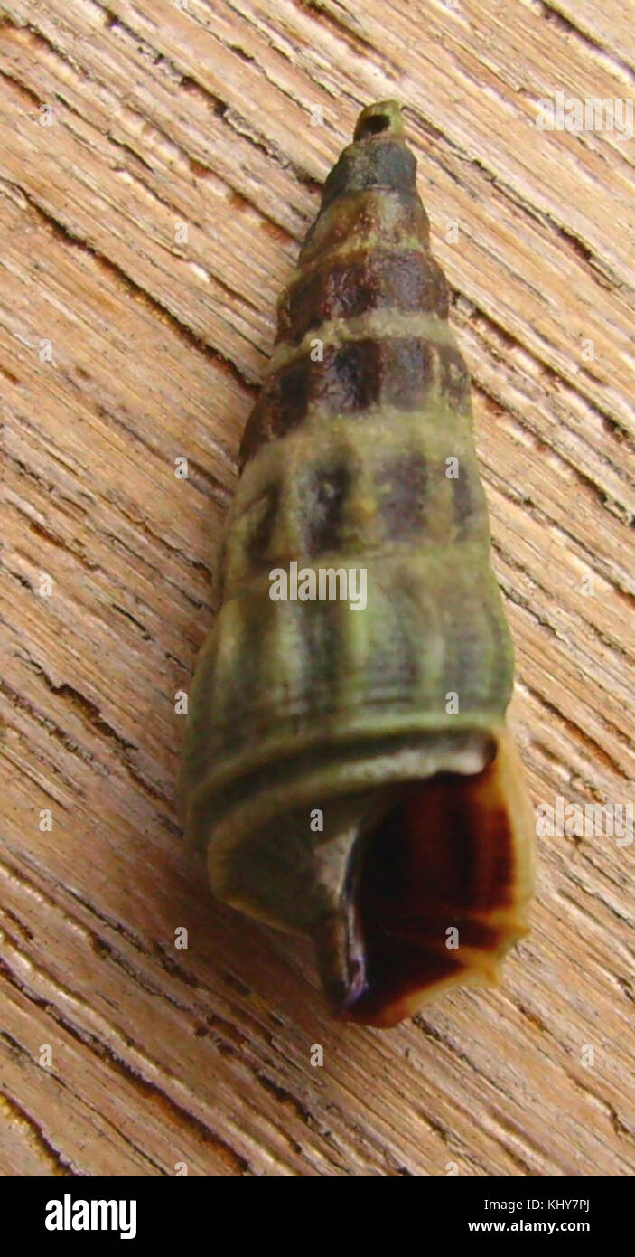 Zeacumantus lutulentus (lato inferiore) Foto Stock