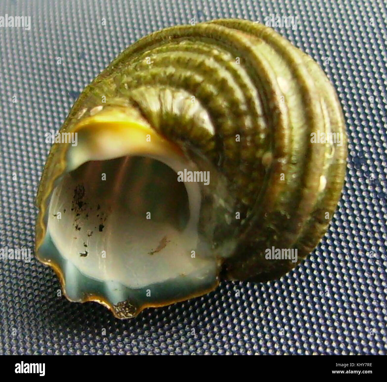 Turbo smaragdus (capretti, lato inferiore) Foto Stock