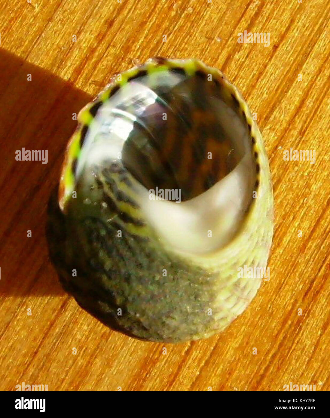 Diloma subrostrata subrostrata (lato inferiore) Foto Stock