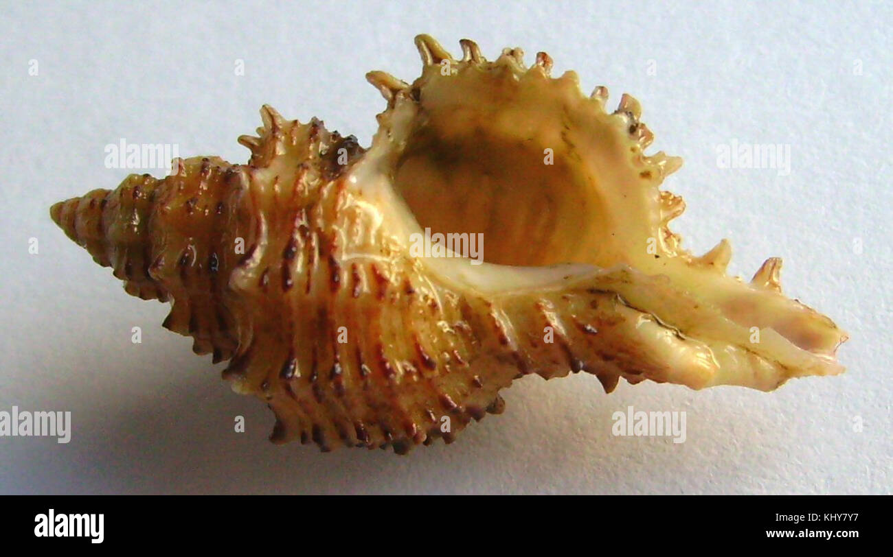 Muricopsis octogonus ottagonale (Murex) (base) Foto Stock