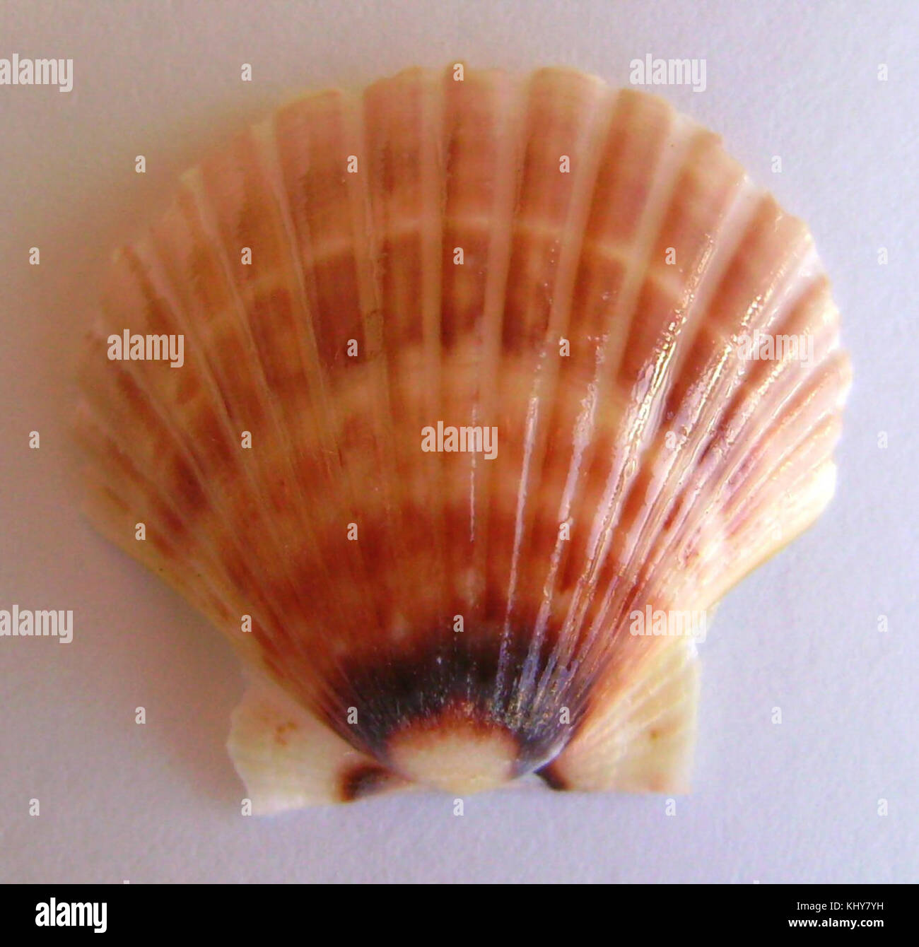 Pecten novaezelandiae (valvola convessa) Foto Stock