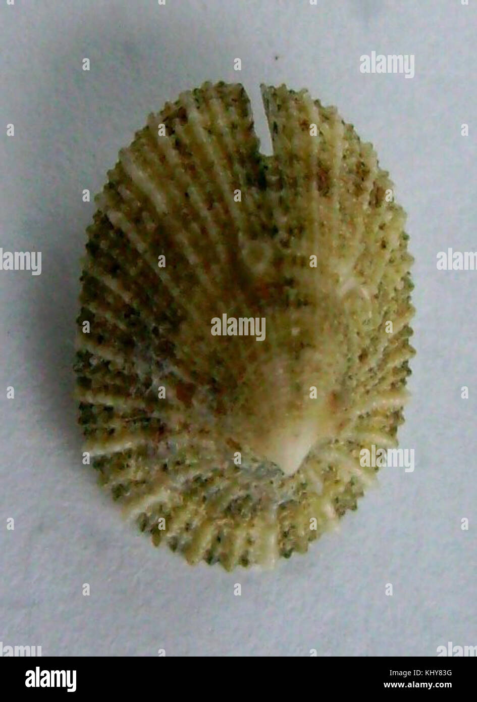 Emarginula striatula (vista dall'alto) Foto Stock