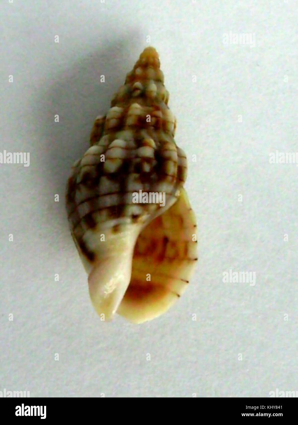 Cominella quoyana quoyana (lato inferiore) Foto Stock