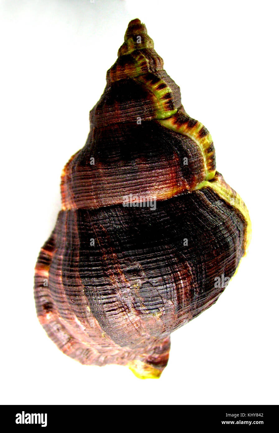 Mayena australasia australasia Foto Stock