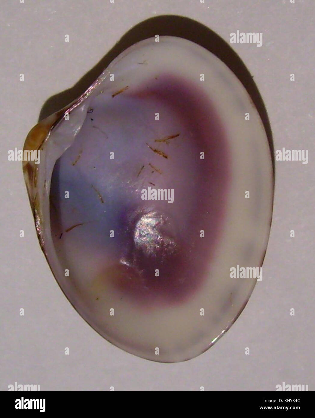 Notocallista multistriata (interno) Foto Stock