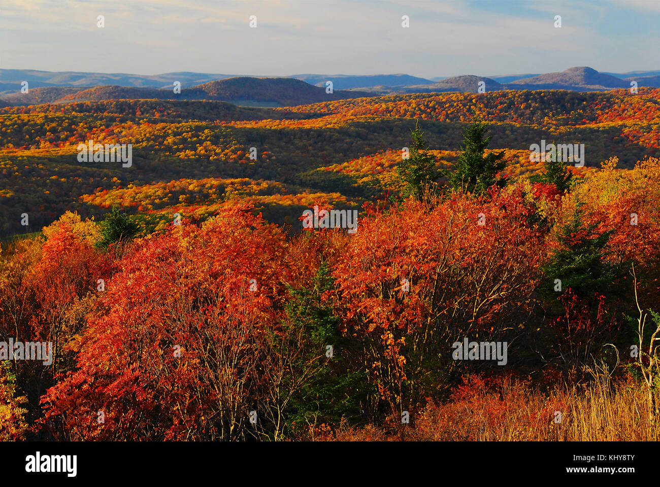 Jim giustizia Abete rossoKnob-Fall08-sjs-01 (31497200274) Foto Stock