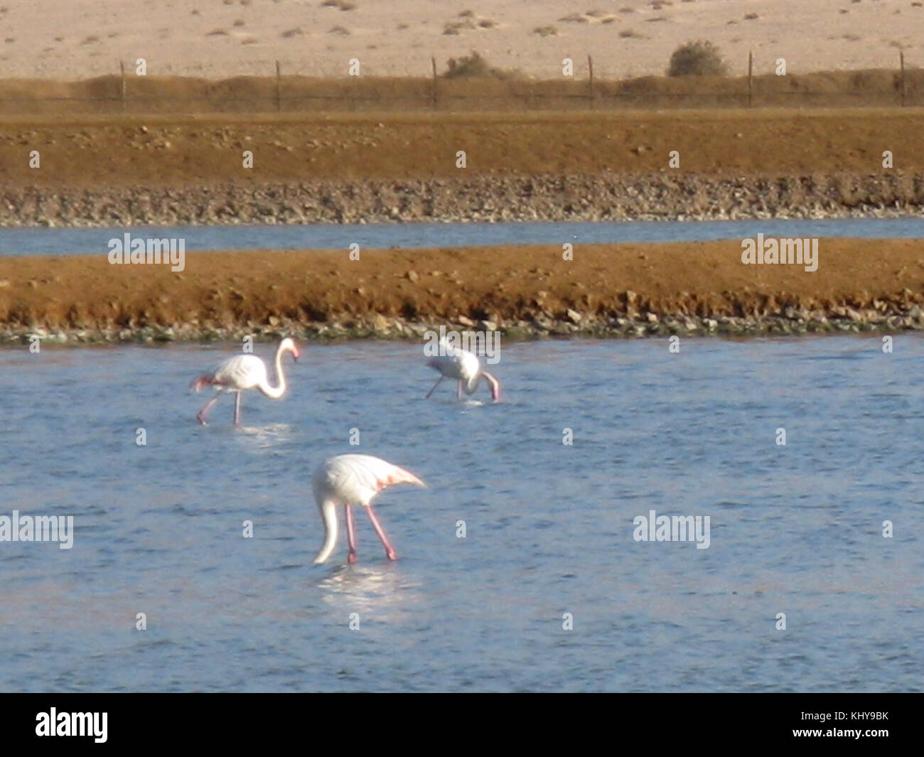 Israele 8807 animali selvatici e piante di Israele Foto Stock
