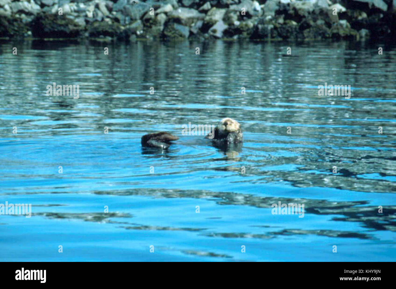 Enhydra lutris sea otter nel lago Foto Stock
