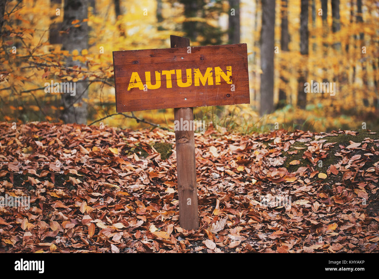 Immagine di autunno del cartello stradale sulla foresta. Foto Stock