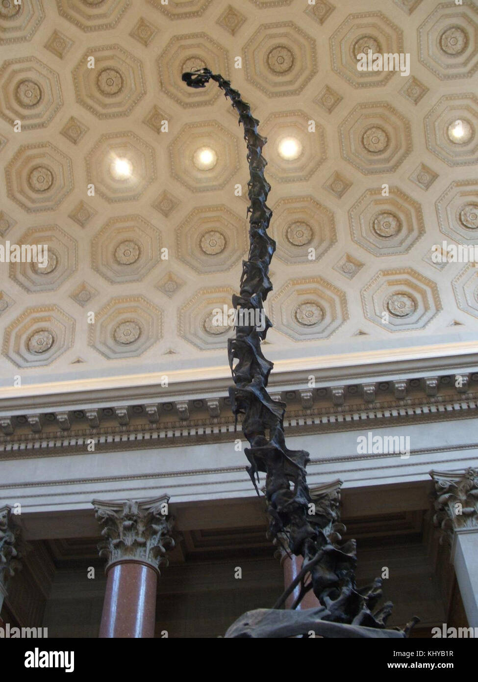 Il Barosaurus, una specie di dinosauro, è esposto all'American Museum of Natural History di New York, offrendo uno sguardo sulla vita preistorica. Foto Stock