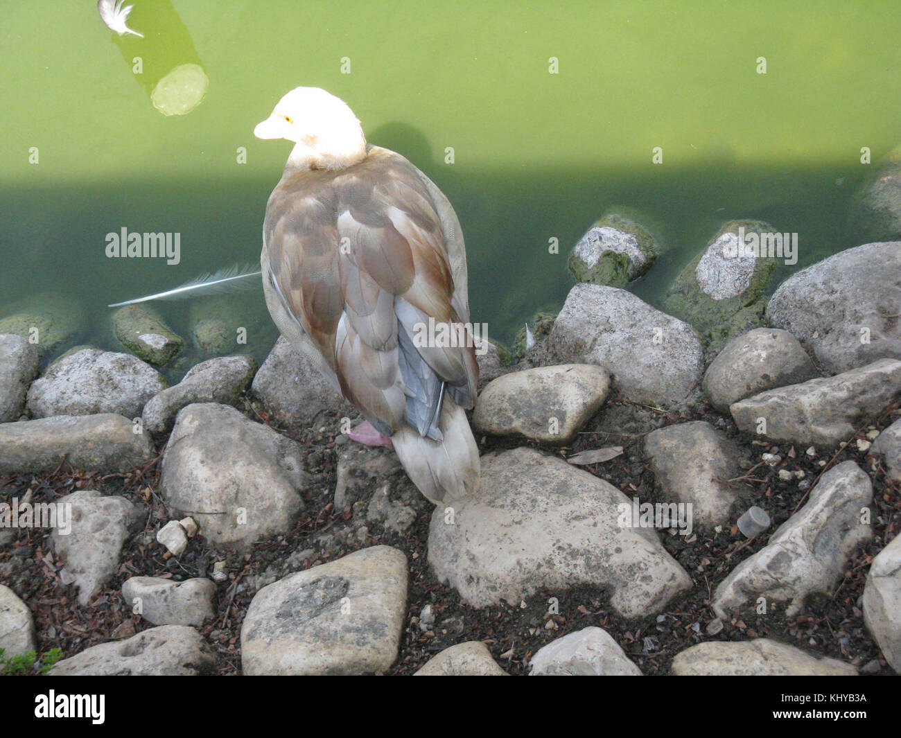 Israele 9016 animali selvatici e piante di Israele Foto Stock