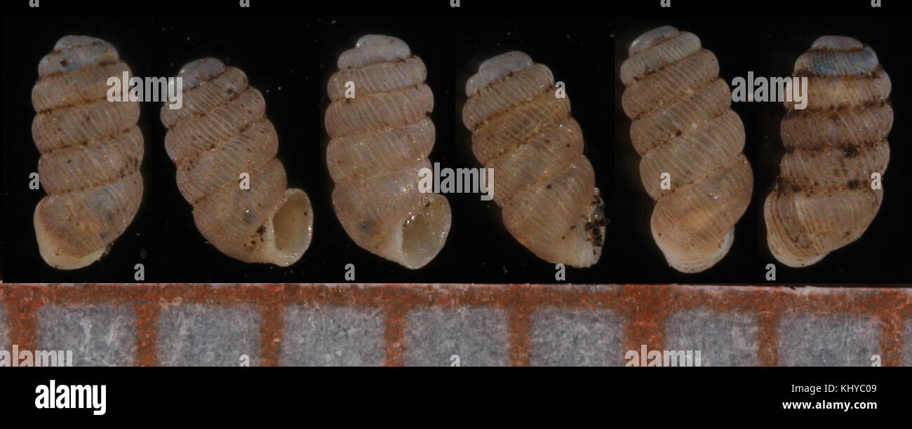 Truncatellina costulata-11 Foto Stock