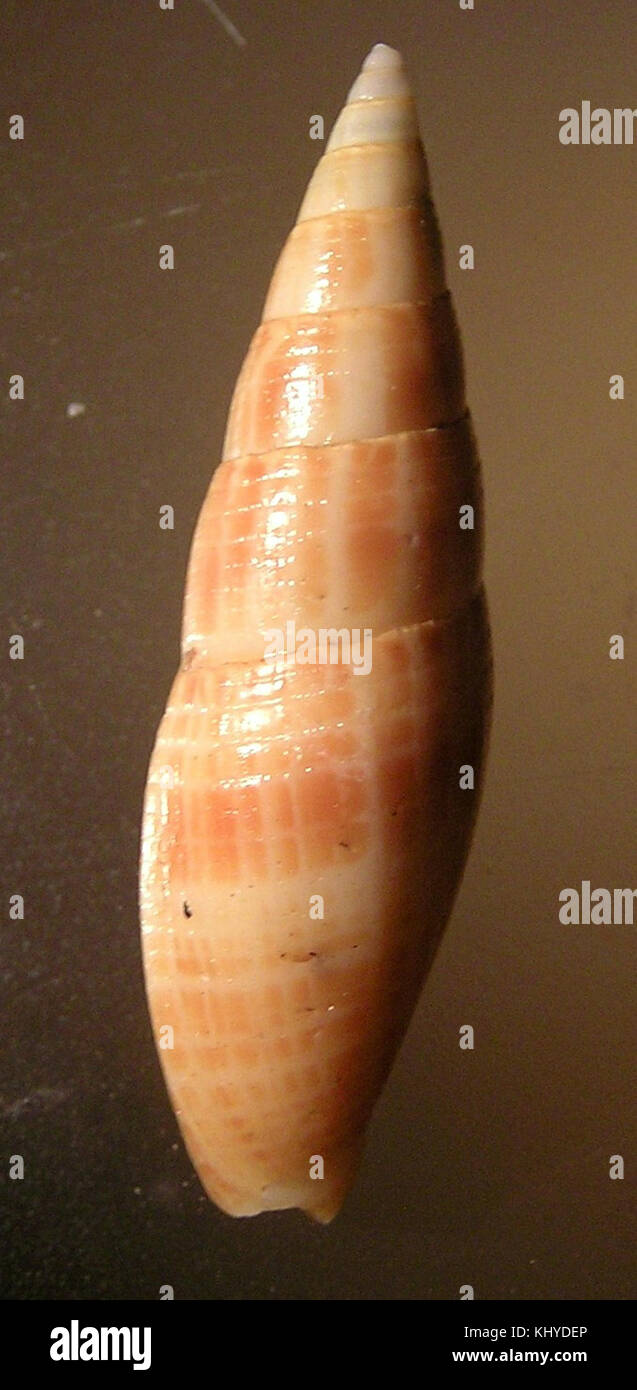 Mitra inquinata 001 Foto Stock