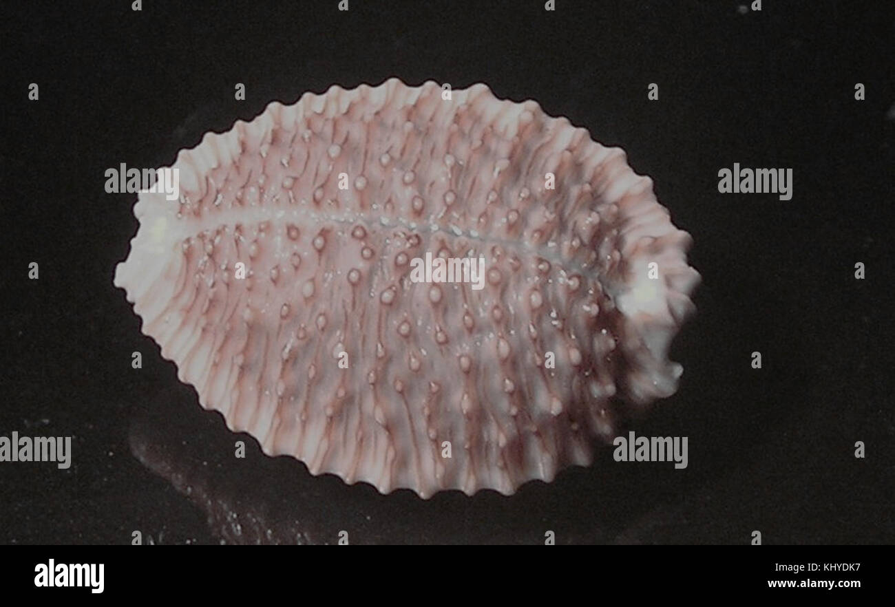 Granulata Nucleolaria 002 Foto Stock