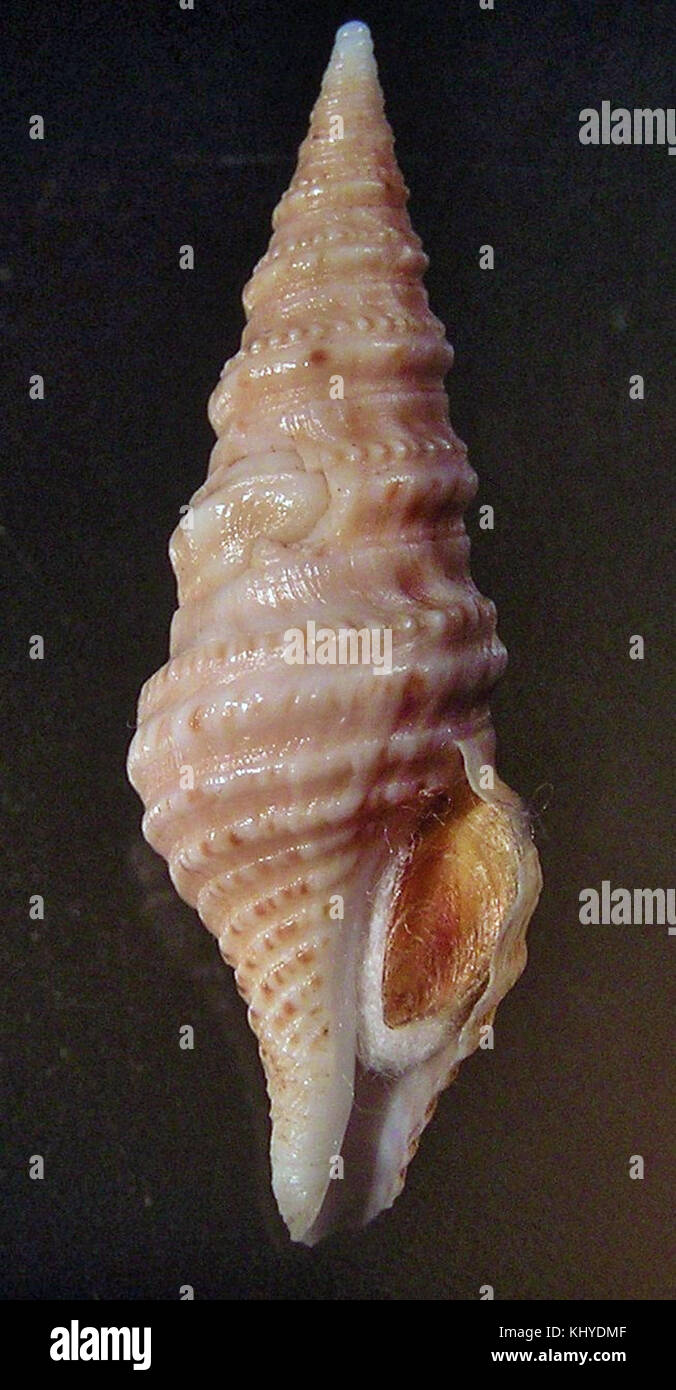 Questa immagine mostra la Turris ruthae, una specie di lumaca marina, che mette in evidenza la sua struttura a conchiglia e le caratteristiche distintive comunemente presenti negli ambienti marini. Foto Stock