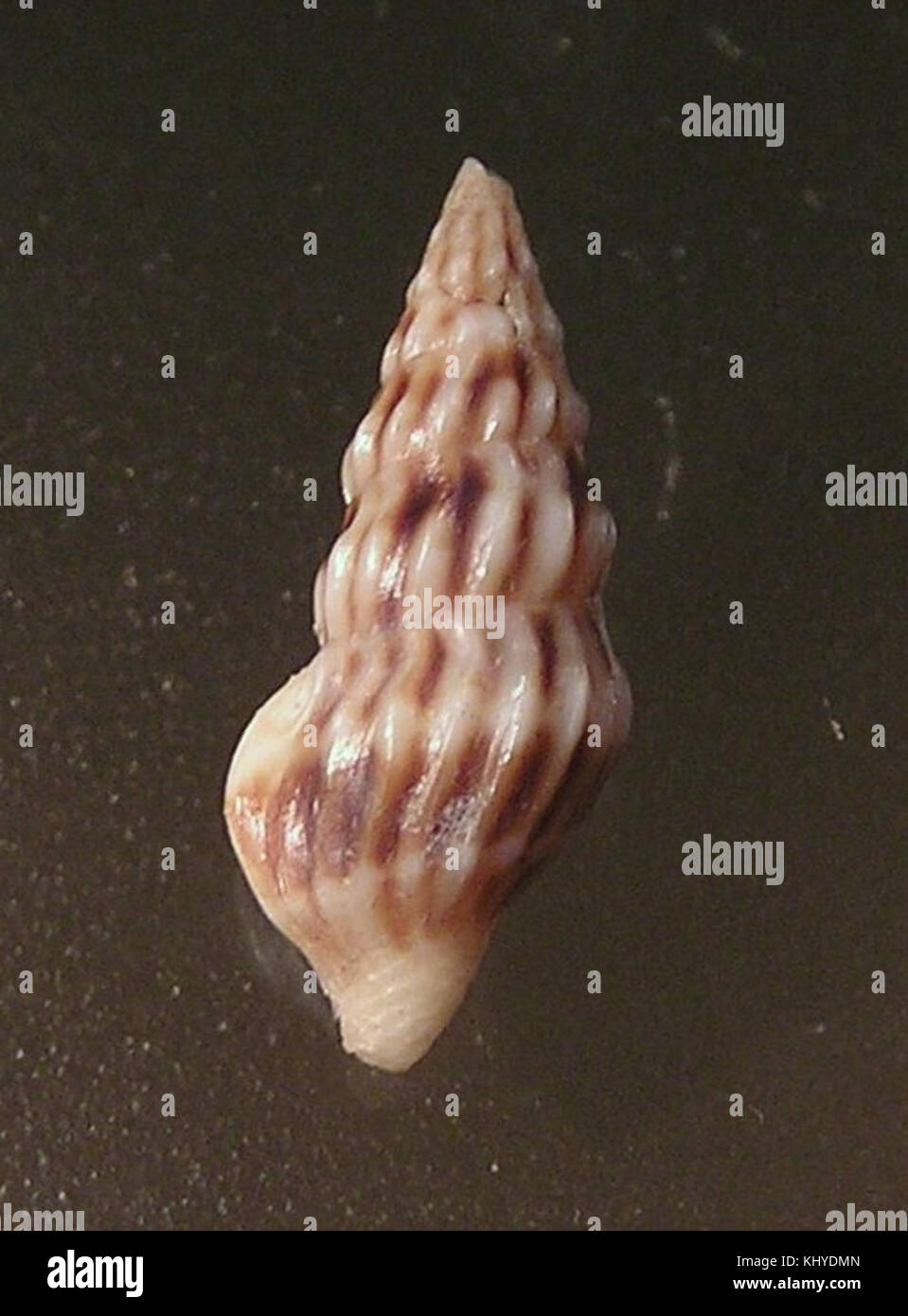 Iredalea inclinata 001 Foto Stock