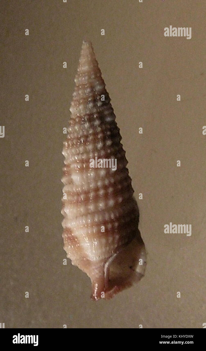 Questa immagine mostra un esemplare di *Rhinoclavis sordidula*, un tipo di mollusco, tipicamente studiato in biologia e zoologia marina, evidenziandone la struttura e le caratteristiche del guscio. Foto Stock