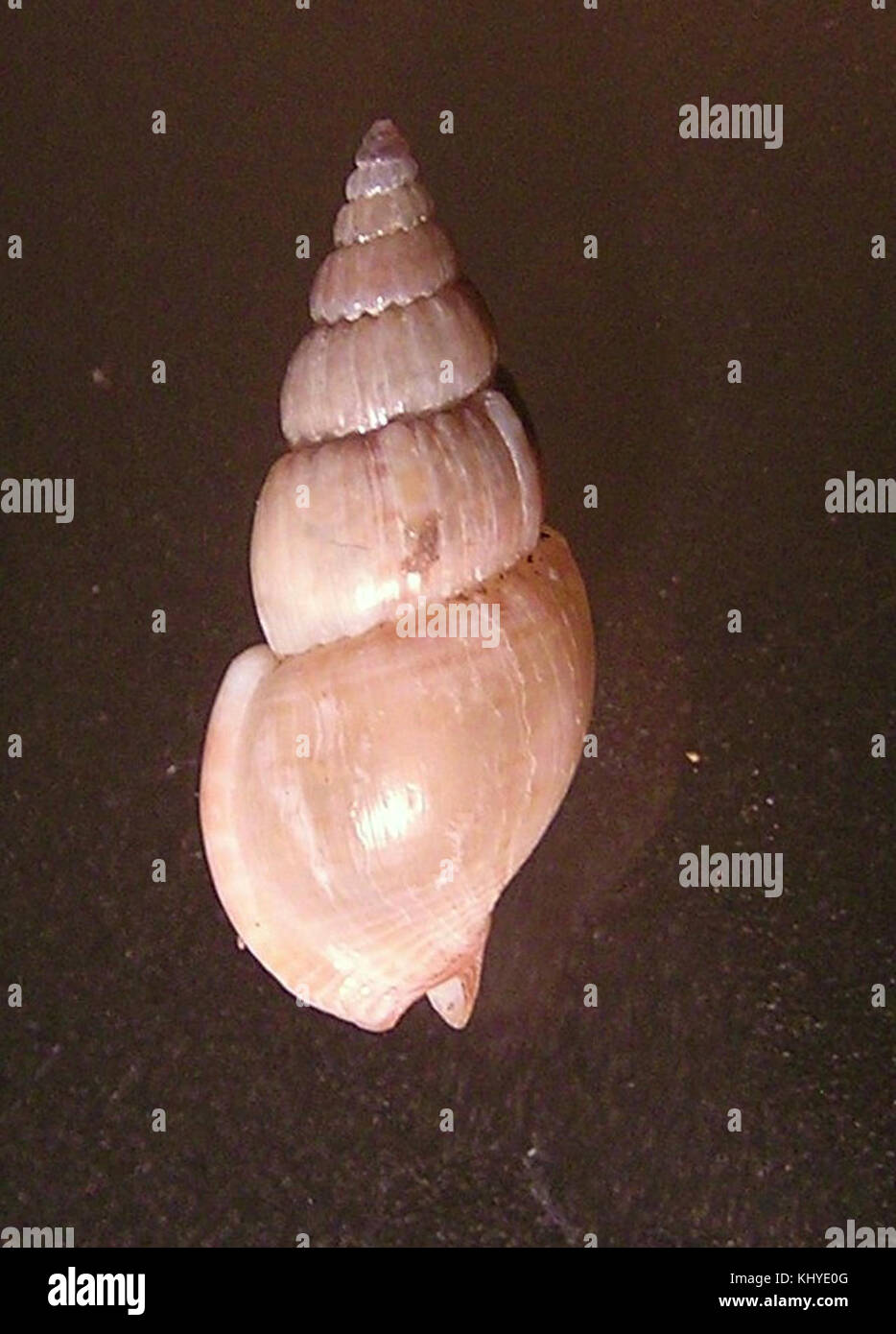 Antillophos laeve 001 Foto Stock