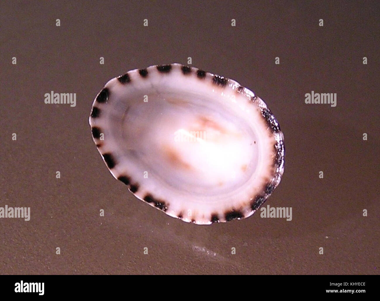 Notoacmea mayi è una specie di gasteropodi marini, conosciuta per la sua struttura a conchiglia unica e il suo habitat lungo le regioni costiere. È oggetto di ricerca in biologia marina e tassonomia. Foto Stock